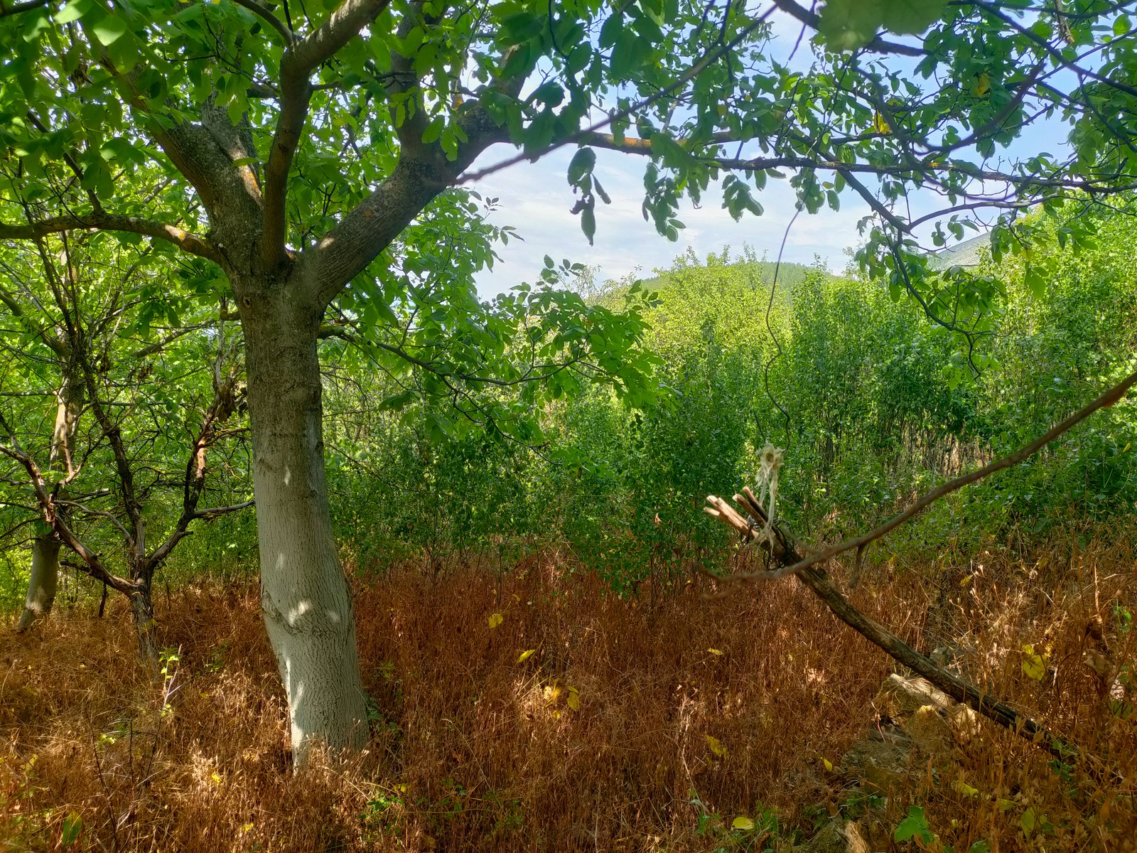 Family Estate – photo 10