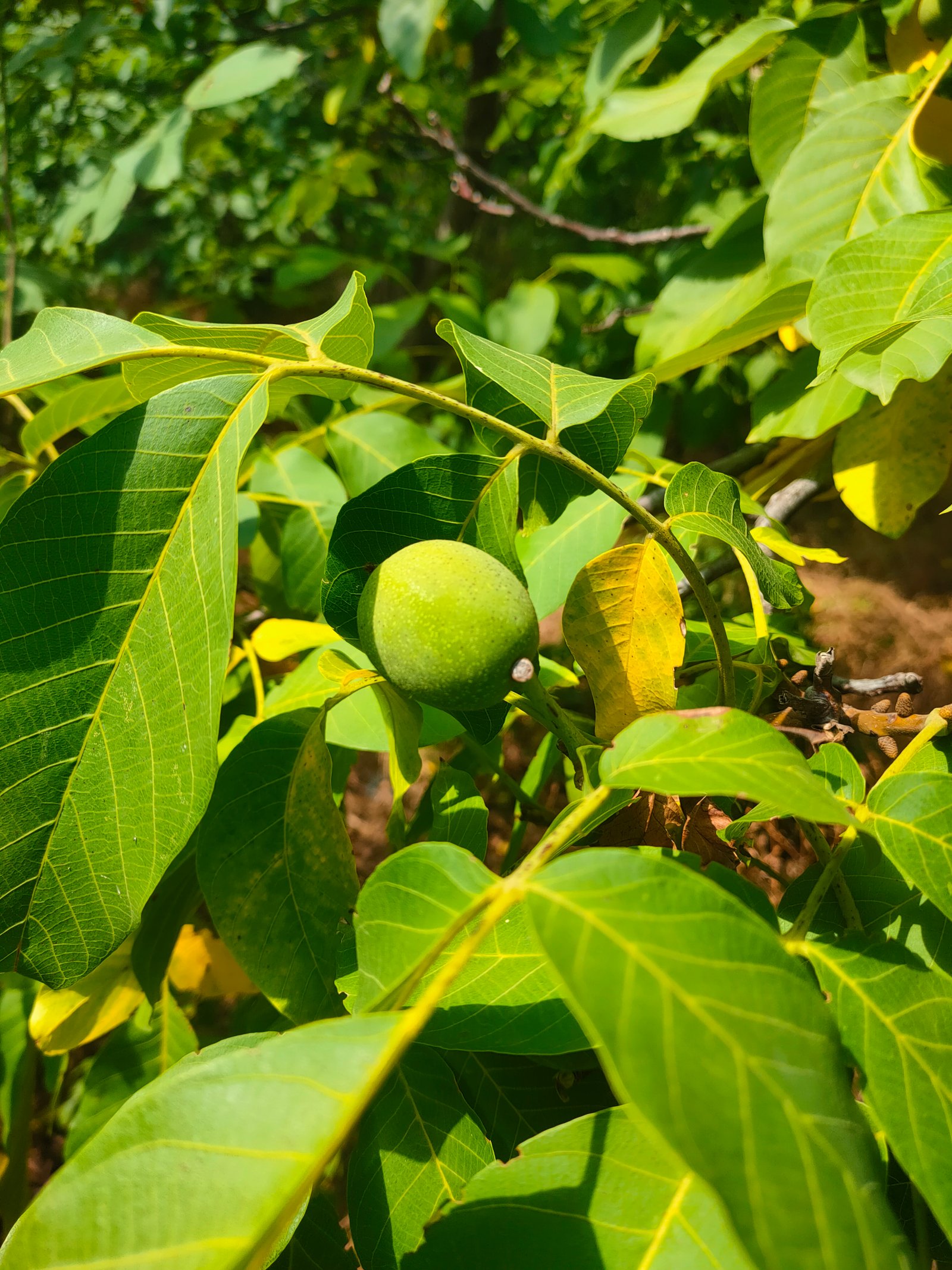 Family Estate – photo 11